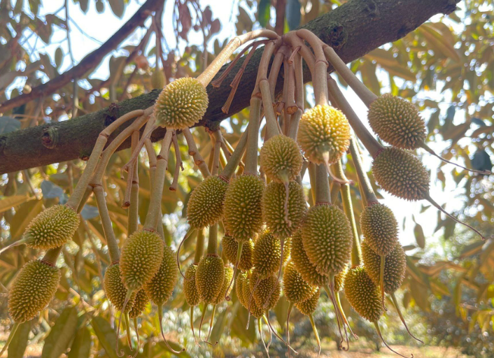  lượng nước cần thiết cho cây sầu riêng tại khu vực tây nguyên là bao nhiêu